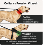Harnais pour chien anti-traction