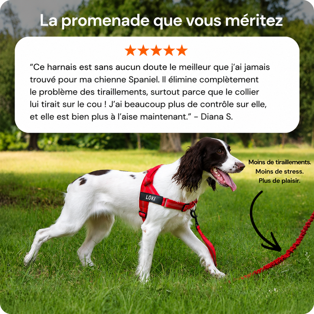 Harnais pour chien anti-traction